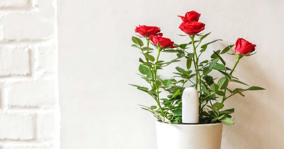 Xiaomi Smart Flower Monitor